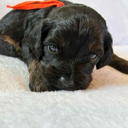 Midnight - Black and tan male Cockapoo puppy in Adrian, Oregon from ApplebyFarm