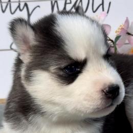 Sammi - Black and white female Siberian Husky puppy in Atlanta, Georgia from Lobban Huskies