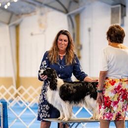 English Springer Spaniel All Grown Up from Llewellyn Farms English Springer Spaniels