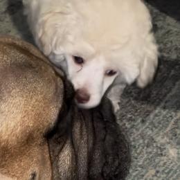 Daenerys - Poodle