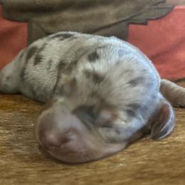 Tex - Dapple male Dachshund puppy in Copperhill, Tennessee from Tuff Country Farm