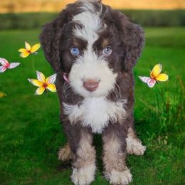 Daisy - Red phantom female Aussiedoodle puppy in Lithia, Florida from Waterford Doodle Farm