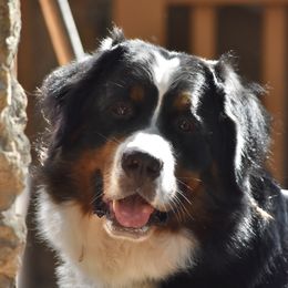 Ivy - Bernese Mountain Dog