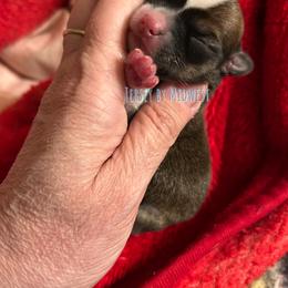Chihuahua Puppies from Midwest Chihuahuas
