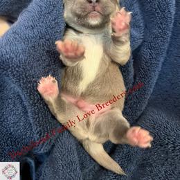 Sterling - Fawn and white male Chihuahua puppy in Chino Valley, Arizona from Dachshund Family Love Breeders