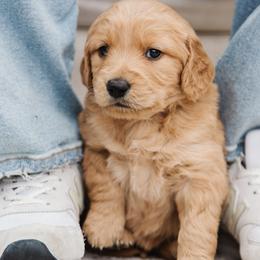Golden Retriever puppies from Golden Haven Doodles