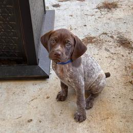 German Shorthaired Pointer Puppies from H & J Farms