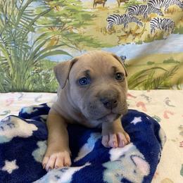 Killua - American Bully puppy in Springhill, Florida from War Hammer Bullies
