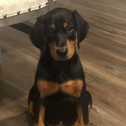 Doberman Pinscher Puppies from Franklin Dobermans