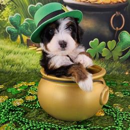 Paddy - Tri-color male Bernedoodle puppy in Mckinney, Texas from M2 Bernedoodles