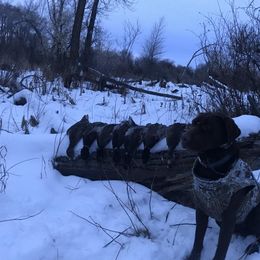 Labrador Retriever All Grown Up from Rocky Mountain Dogs - Utah