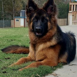 German Shepherd Puppies from vom Glock
