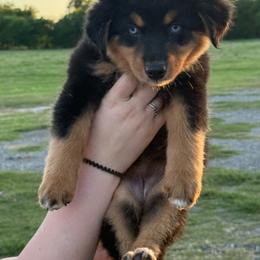 Lulu - Black tri female Miniature Australian Shepherd puppy in Yantis, Texas from Marie Mini Aussies