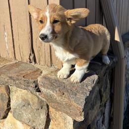Mack - Red male Pembroke Welsh Corgi puppy in Great Bend, Kansas from Mak-N-Hay Farms