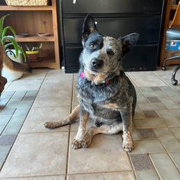 Kai - Australian Cattle Dog