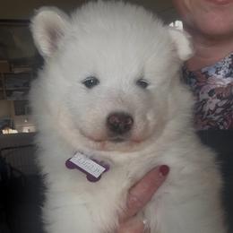 Pebbles - White female Samoyed puppy in Atkinson, Nebraska from Sandhills Samoyeds
