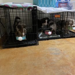 Miniature Australian Shepherd Puppies from Integrity Aussies Tx