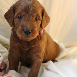 Bernedoodle, Goldendoodle, and Poodle Puppies from Raintree Standard Poodles & Mini Doodles