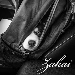 Siberian Husky Puppies from Xk siberians