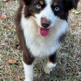 Jake - Toy Australian Shepherd