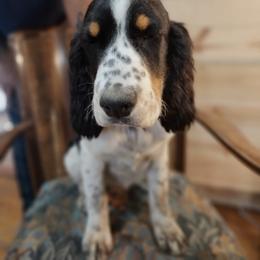 Purple - Black white and tan female English Springer Spaniel puppy in Springdale, Washington from WorleyByrd Springers