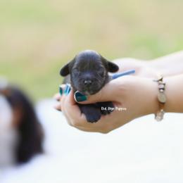 Blue Collar Boy - Black male Cavapoo puppy in Republic, Missouri from Red Skye Puppies