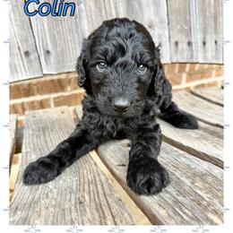 Colin - Black male Goldendoodle puppy in Caddo Mills, Texas from Fire Wife Doodles