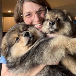 Finnish Lapphund Puppies from Moonshot Finnish Lapphunds