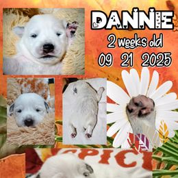 Dannie - Blue mottled male Australian Cattle Dog puppy in Fife Lake, Michigan from Kurczak Farm LLC