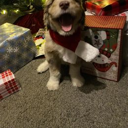Aussiedoodle Puppies from Drew’s Aussies & Doodles