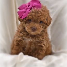 Poodle Puppies from Upper Echelon