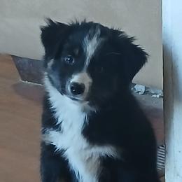 Anna Belle - Black tri female Miniature Australian Shepherd puppy in Gretna, Virginia from Adams Acres Cattle Dogs