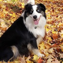 Marley - Australian Shepherd