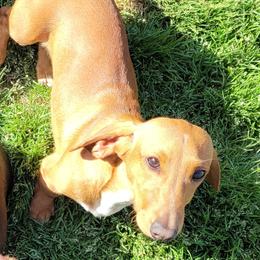 Romeo - Dachshund