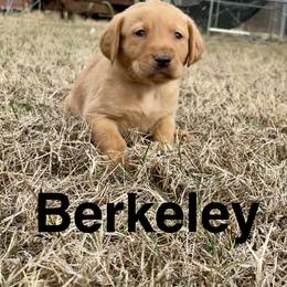 Berkeley - Yellow male Labrador Retriever puppy in Mineral, Virginia from Canine Assist