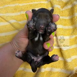 Mila - Liver female Miniature Schnauzer puppy in Happyland, Oklahoma from Fraizer Farms