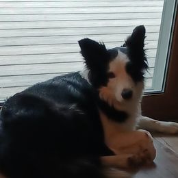 FIESTA - Border Collie