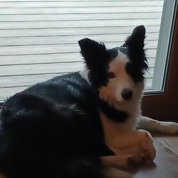 FIESTA - Border Collie