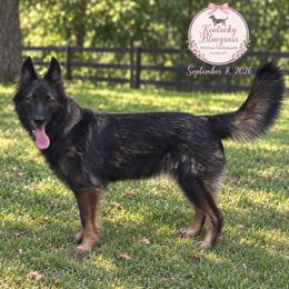 Queen - Sable female German Shepherd puppy in London, Kentucky from Kentucky Bluegrass Wirehair Dachshunds