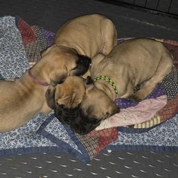 Great Dane puppies from Tidal Wave Danes