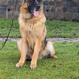 Fidela - German Shepherd