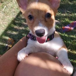 Pembroke Welsh Corgi Puppies from Tiny Titans K9