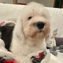 Spezi - Gray and white female Old English Sheepdog puppy in Fairfield, California from Cotufas