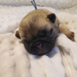 Mr. Blue - Fawn male Pug puppy in Gore, Oklahoma from Pugs on Pecan