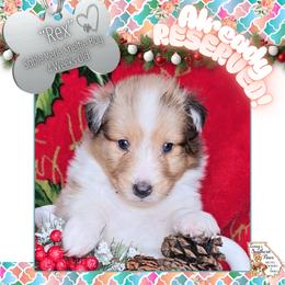 Boy 4 - Rex - Sable merle and white male Shetland Sheepdog puppy in Elberton, Georgia from Ioney's Southern Paws Shelties, Frenchies, and Yorkies