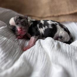 Firefly - Blue merle female Toy Australian Shepherd puppy in Quincy, Michigan from Ivy Meadows and Friends