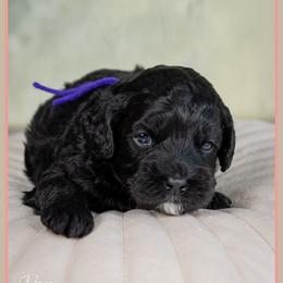 Morticia - Black female Cockapoo puppy in Connersville, Indiana from Deaz Doodle Ranch