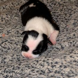 Boy 1 - Black male American Staffordshire Terrier puppy in Conley, Georgia from Cicero Kennels