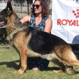 German Shepherds from Von Zecher German Shepherds