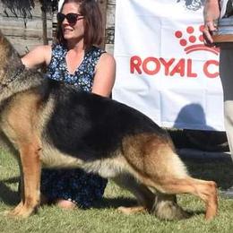 German Shepherds from Von Zecher German Shepherds